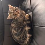 Picture of cat lost at Saint Omer