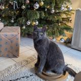 Picture of cat lost at La Poiteviniere