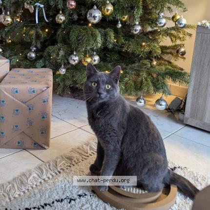 Photo 1/1 Albi Chat lost in La poiteviniere