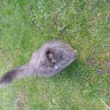 Picture of cat found at Lomme