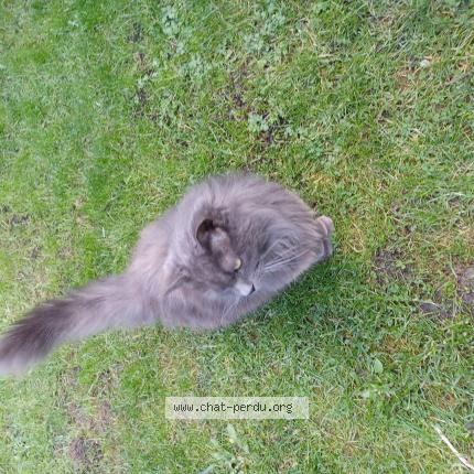 Photo 1/1 Found cat Found in Lomme