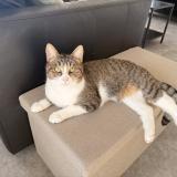 Picture of cat lost at Chievres