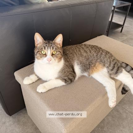 Photo 1/1 Kenai Chat lost in Chievres