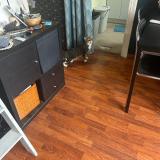 Picture of cat found at Nice