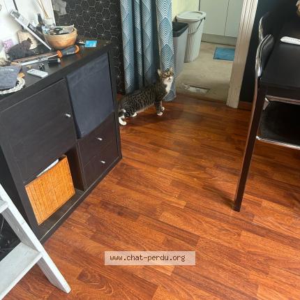 Photo 1/1 Found cat Found in Nice