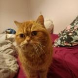 Picture of cat found at Champs Sur Marne