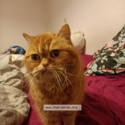 Photo 1/1 Found cat Found in Champs sur marne