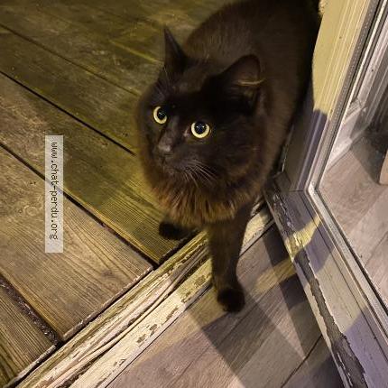 Photo 2/2 Found cat Found in Mezy sur seine