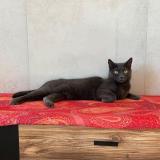 Picture of cat lost at Saint Laurent Du Var