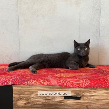 Photo 1/1 Nala Chat lost in Saint laurent du var