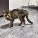 Picture of cat found at Blois