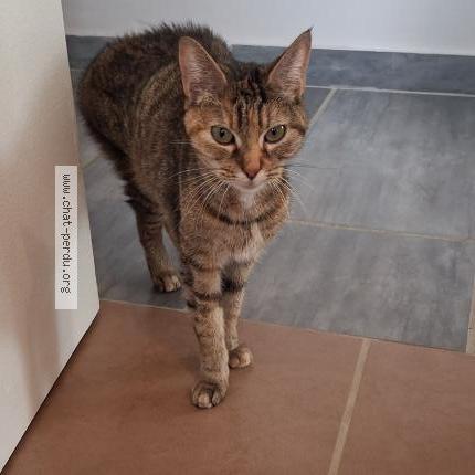 Photo 1/1 Found cat Found in Blois