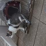 Picture of cat found at Woippy