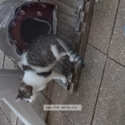 Photo 1/1 Found cat Found in Woippy