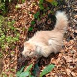 Picture of cat found at Hellemmes