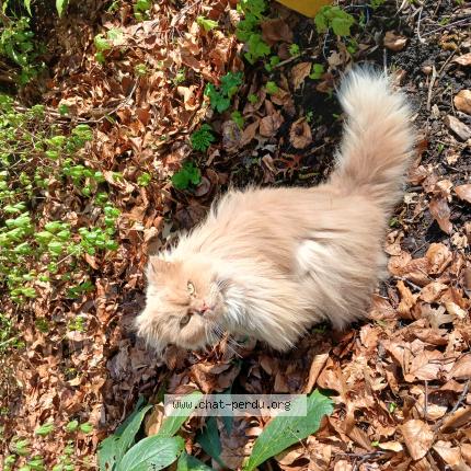 Photo 1/1 Found cat Found in Hellemmes