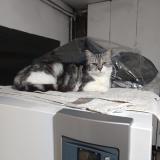 Picture of cat lost at St Victor De Morestel