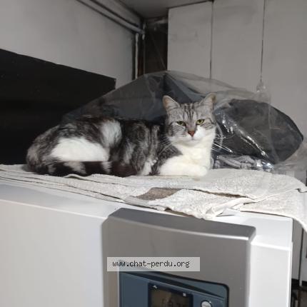 Photo 1/1 Kitty Chat lost in St victor de morestel