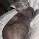 Picture of cat lost at Nogent Le Rotrou