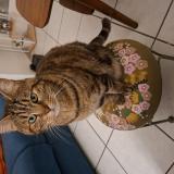 Picture of cat lost at Saint Amand Les Eaux