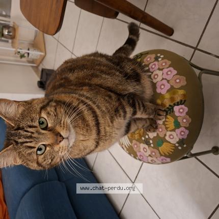 Photo 1/1 Iris Chat lost in Saint amand les eaux