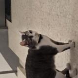 Picture of cat found at Rennes