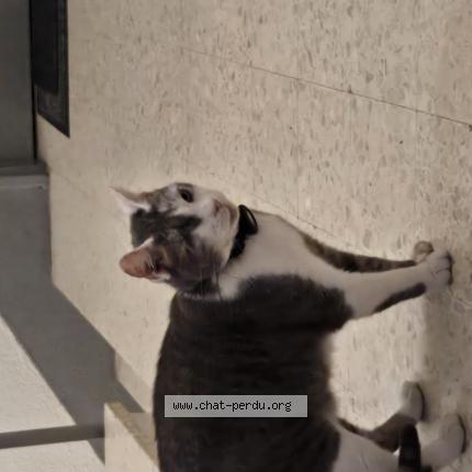 Photo 1/1 Found cat Found in Rennes