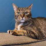 Picture of cat lost at Brest