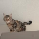 Picture of cat lost at Lyon