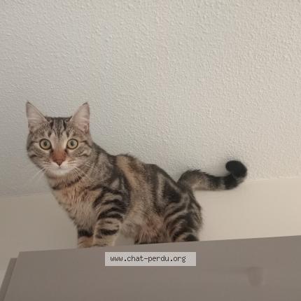 Photo 1/1 Nino Chat lost in Lyon