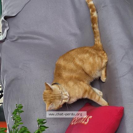 Photo 1/1 Paprika Chat lost in Bourg en bresse