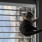 Picture of cat lost at Saint Ouen