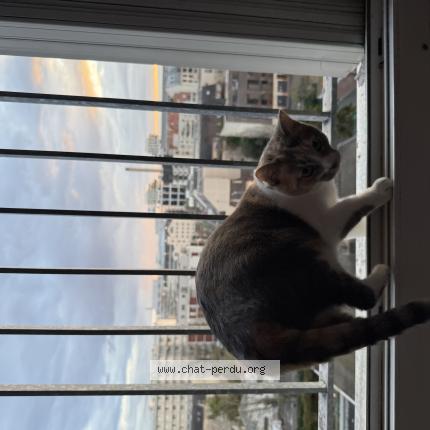 Photo 1/1 Mechmecha Chat lost in Saint ouen