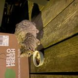 Picture of cat found at Mezy Sur Seine