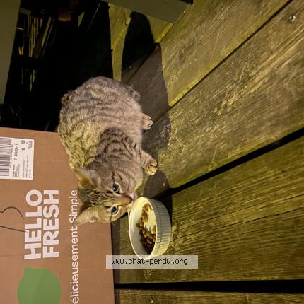 Photo 1/1 Found cat Found in Mezy sur seine