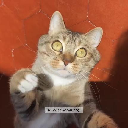 Photo 1/1 Mouk Chat lost in Nice