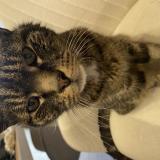 Picture of cat found at Etalans