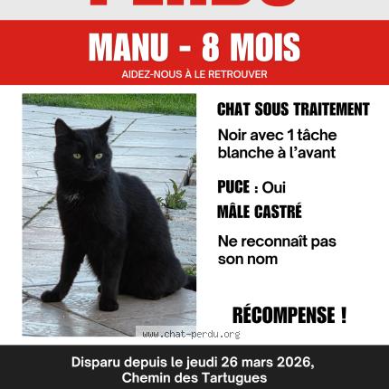 Photo 1/1 Manu Chat lost in Istres