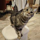 Picture of cat lost at Meaux