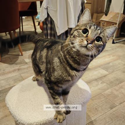 Photo 1/1 Mina Chat lost in Meaux