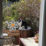 Picture of cat found at Arnouville