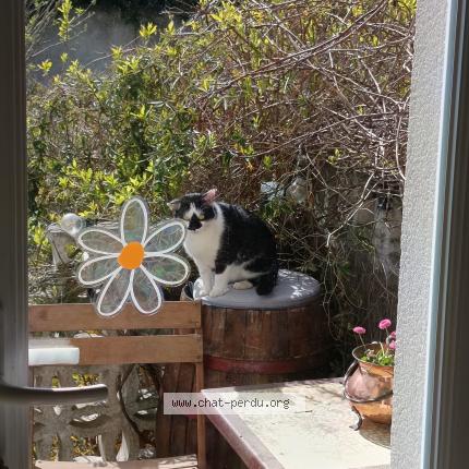 Photo 1/1 Found cat Found in Arnouville