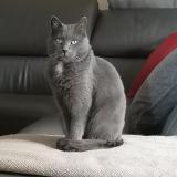 Picture of cat lost at Sainte Marie La Mer