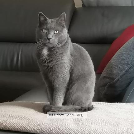 Photo 1/1 Samsam Chat lost in Sainte marie la mer