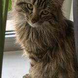Picture of cat lost at Bordeaux