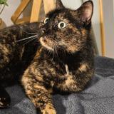 Picture of cat lost at Marpire