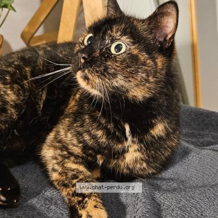 Photo 1/1 Zelda Chat lost in Marpire