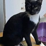 Picture of cat lost at Saint Barthelemy