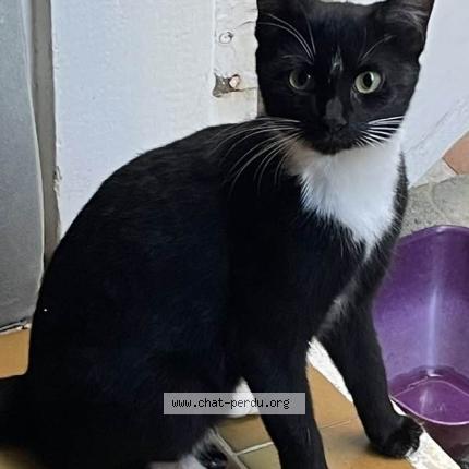 Photo 1/2 Louloute Chat lost in Saint barthelemy