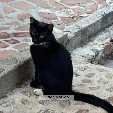 Photo 2/2 Louloute Chat lost in Saint barthelemy